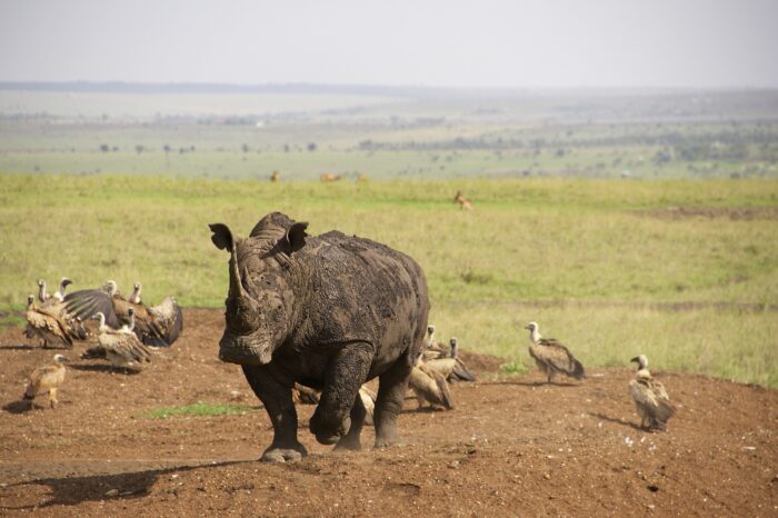 5 Days Masai Mara & Lake Nakuru Safari