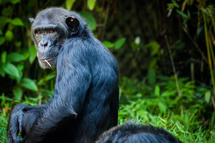 2 Days Nyungwe Chimpanzee Trekking Safari