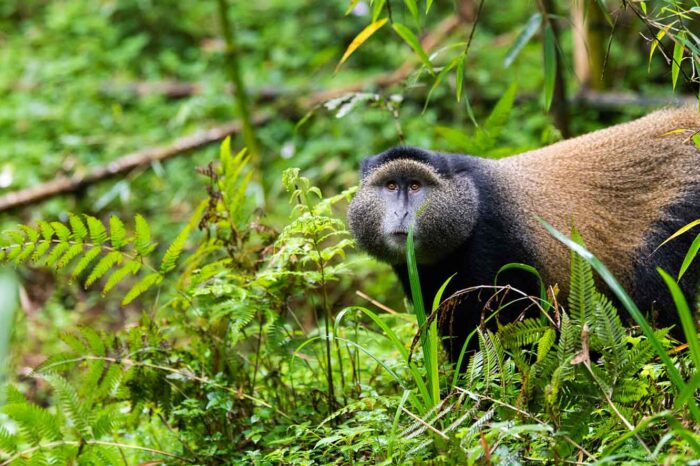 3 Days Rwanda Gorilla And Golden Monkey Trekking Safari
