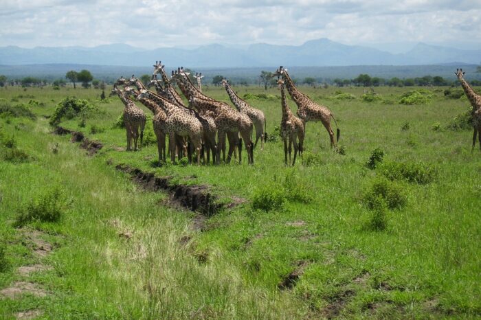 8 Days Wildlife Tanzania Safari