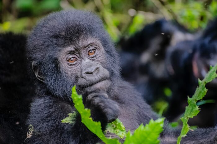 2 Days Gorilla Safari Rwanda