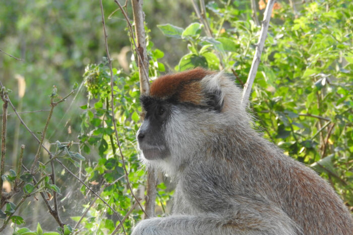 8 Days Primates And Wildlife Safaris