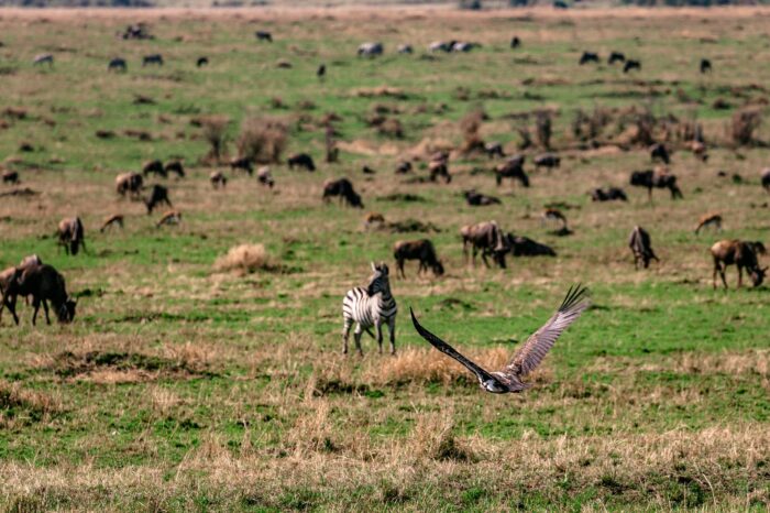 3 Days Nairobi – Masai Mara Flying Safari